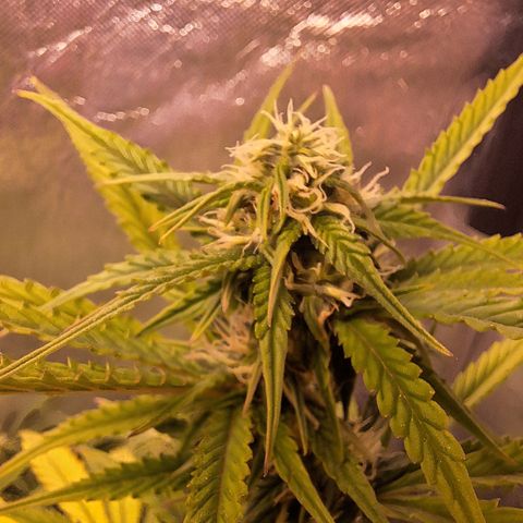 Bruce Banner Auto #1 growlog timeline photo