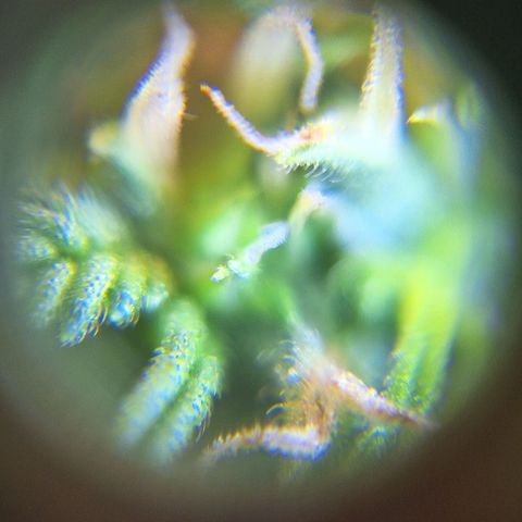 Bruce Banner Auto #1 growlog timeline photo