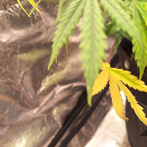Bruce Banner Auto #1 growlog timeline photo