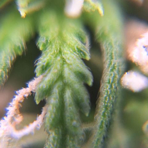 Bruce Banner Auto #1 growlog timeline photo
