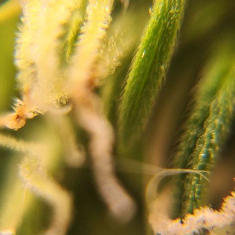 Bruce Banner Auto #1 growlog timeline photo