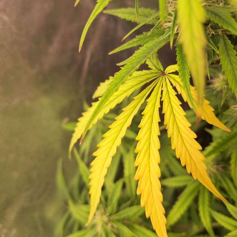 Bruce Banner Auto #1 growlog timeline photo