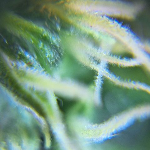 Bruce Banner Auto #1 growlog timeline photo