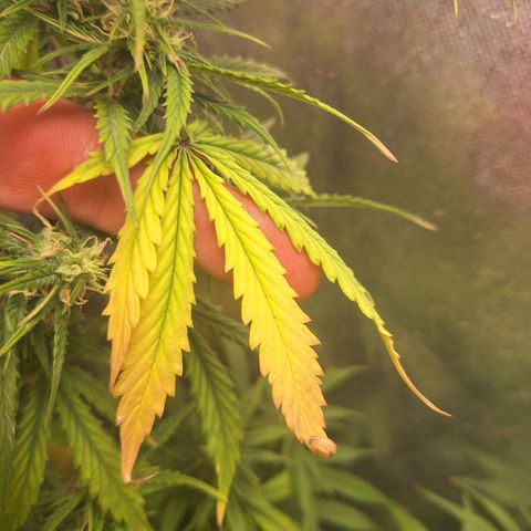 Bruce Banner Auto #1 growlog timeline photo