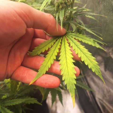 Bruce Banner Auto #1 growlog timeline photo