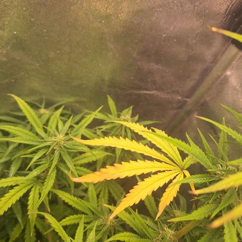 Bruce Banner Auto #1 growlog timeline photo