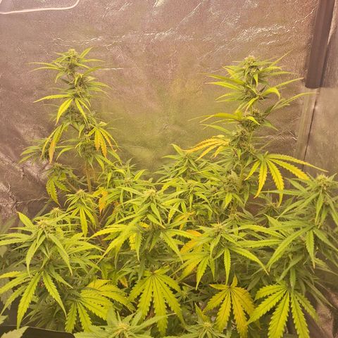Bruce Banner Auto #1 growlog timeline photo