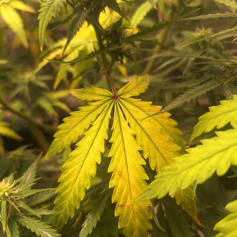 Bruce Banner Auto #1 growlog timeline photo