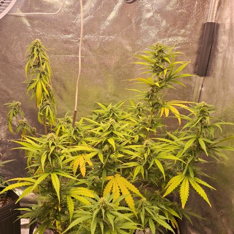 Bruce Banner Auto #1 growlog photo: A noite, uma galha murchou.