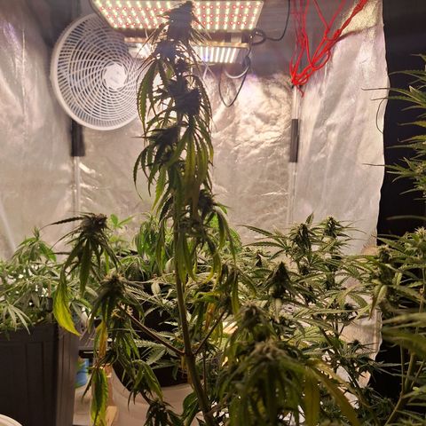 Bruce Banner Auto #1 growlog photo: A noite, uma galha murchou.