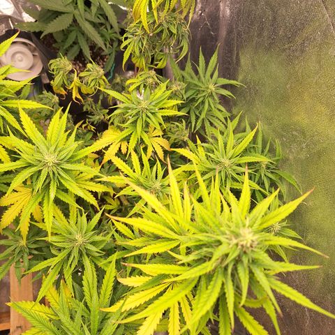 Bruce Banner Auto #1 growlog photo: Uma galha murcha, outras saudáveis.
Tricomas com boa aparência.