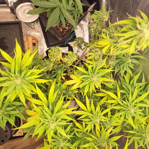 Bruce Banner Auto #1 growlog photo: Uma galha murcha, outras saudáveis.
Tricomas com boa aparência.