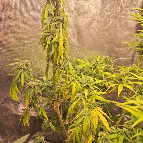 Bruce Banner Auto #1 growlog photo: Uma galha murcha, outras saudáveis.
Tricomas com boa aparência.