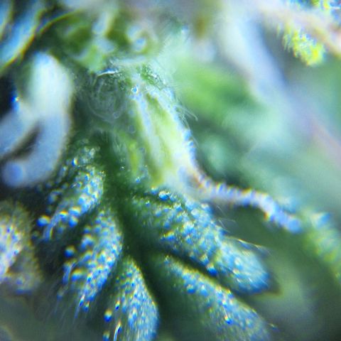 Bruce Banner Auto #1 growlog photo: Uma galha murcha, outras saudáveis.
Tricomas com boa aparência.