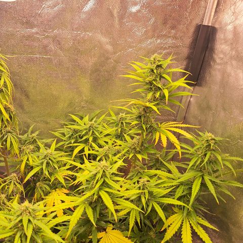 Bruce Banner Auto #1 growlog photo: Uma galha murcha, outras saudáveis.
Tricomas com boa aparência.