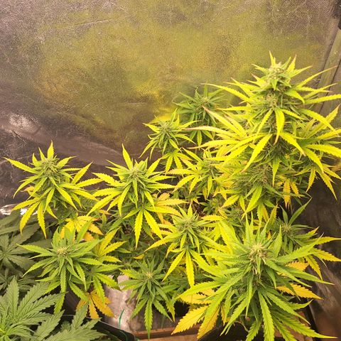 Bruce Banner Auto #1 growlog photo: Retirada da galha murcha, praticamente toda já destacada.