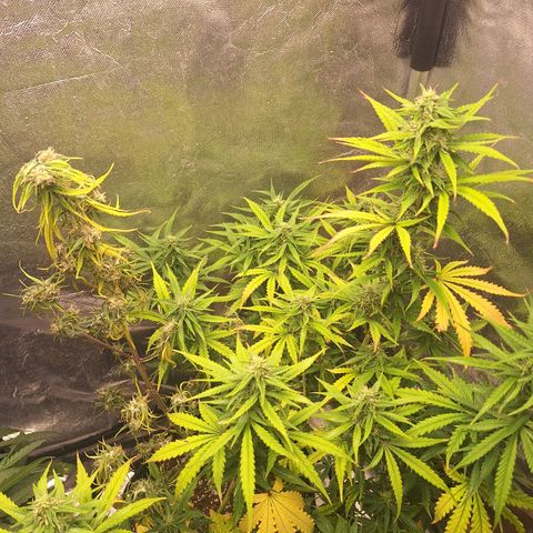 Bruce Banner Auto #1 growlog timeline photo