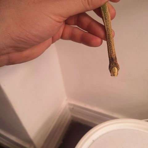 Bruce Banner Auto #1 growlog photo: Retirada da galha murcha, praticamente toda já destacada.
