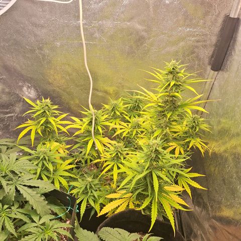 Bruce Banner Auto #1 growlog photo: Retirada da galha murcha, praticamente toda já destacada.