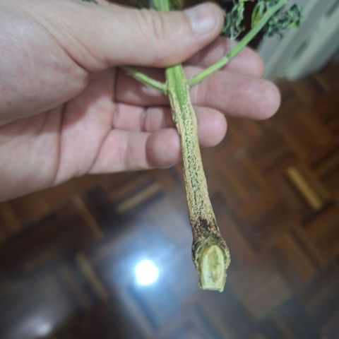 Bruce Banner Auto #1 growlog photo: Retirada da galha murcha, praticamente toda já destacada.