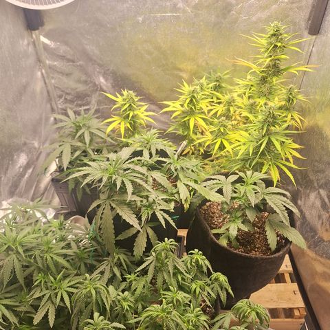 Bruce Banner Auto #1 growlog timeline photo