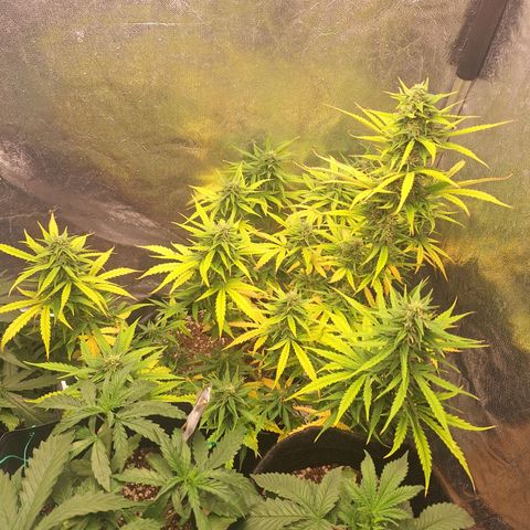 Bruce Banner Auto #1 growlog timeline photo