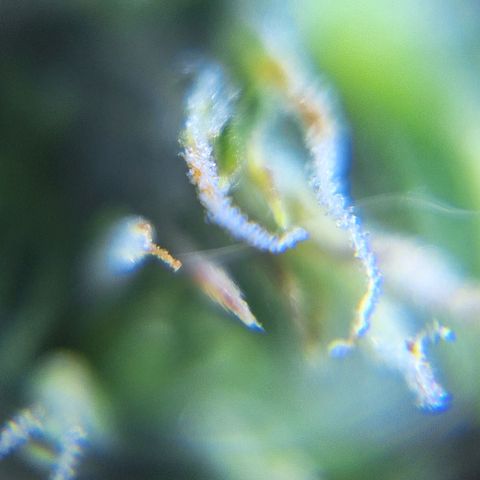 Bruce Banner Auto #1 growlog photo: Uma galha murcha, outras saudáveis.
Tricomas com boa aparência.