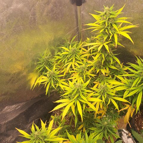 Bruce Banner Auto #1 growlog timeline photo