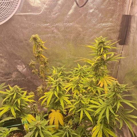 Bruce Banner Auto #1 growlog timeline photo