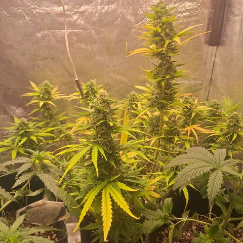 Bruce Banner Auto #1 growlog timeline photo