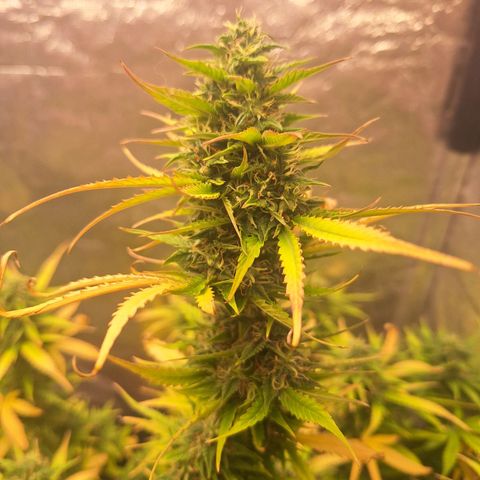 Bruce Banner Auto #1 growlog timeline photo