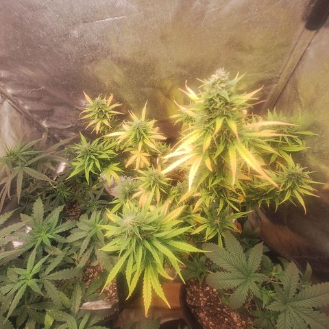 Bruce Banner Auto #1 growlog timeline photo
