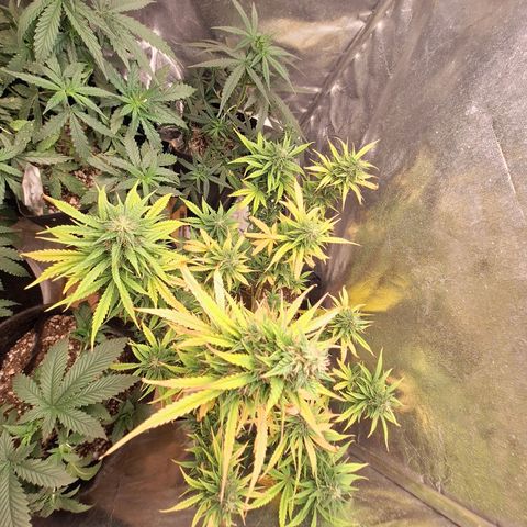 Bruce Banner Auto #1 growlog timeline photo