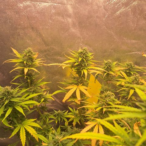 Bruce Banner Auto #1 growlog timeline photo