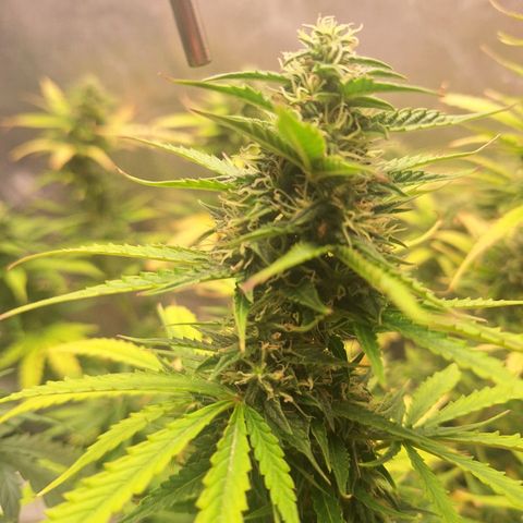 Bruce Banner Auto #1 growlog timeline photo