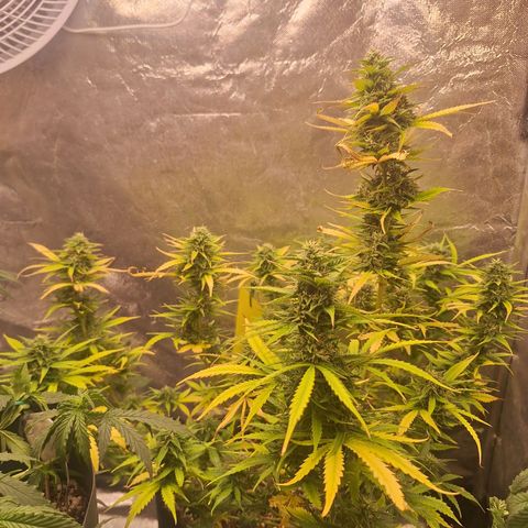 Bruce Banner Auto #1 growlog timeline photo