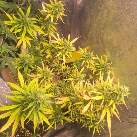 Bruce Banner Auto #1 growlog timeline photo