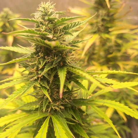Bruce Banner Auto #1 growlog timeline photo