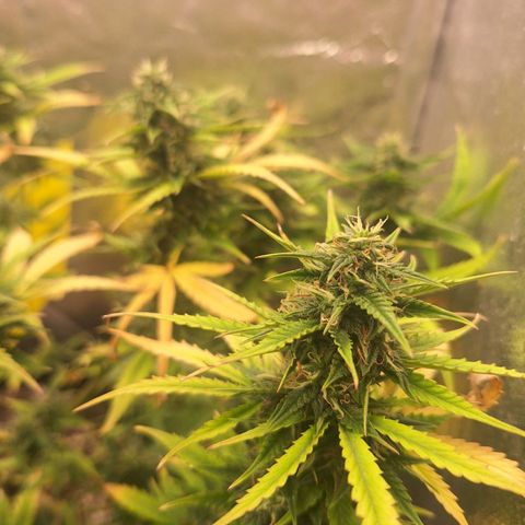 Bruce Banner Auto #1 growlog timeline photo