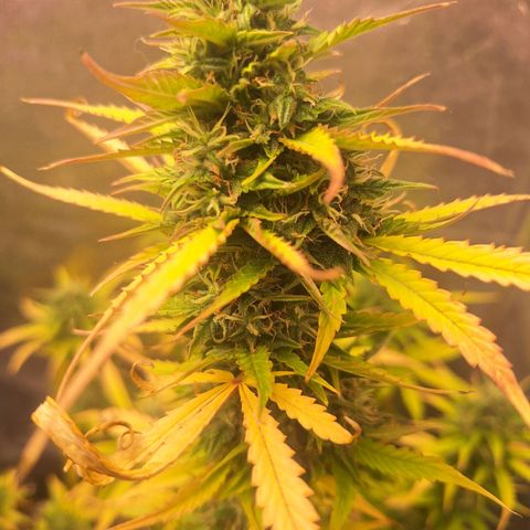 Bruce Banner Auto #1 growlog timeline photo