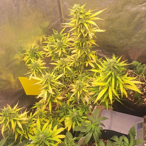 Bruce Banner Auto #1 growlog timeline photo