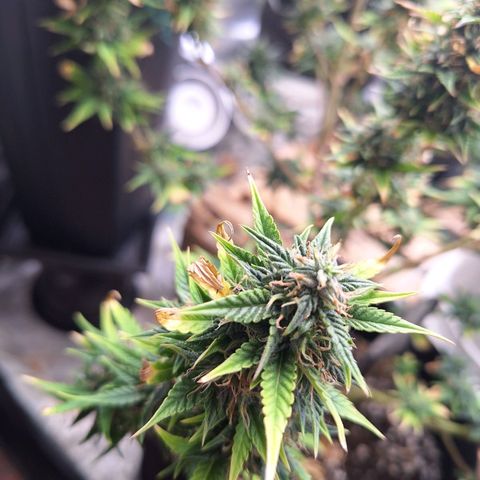 Bruce Banner Auto #1 growlog timeline photo