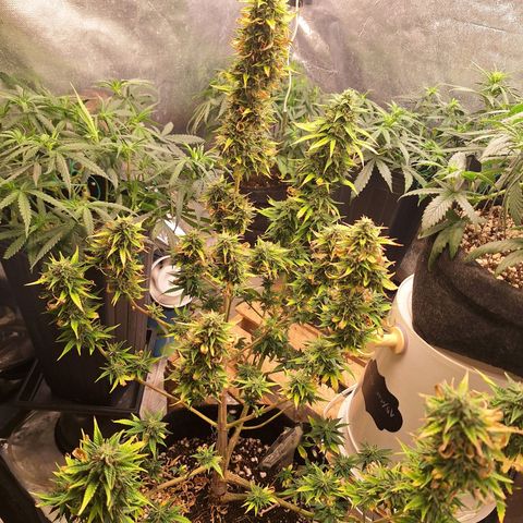Bruce Banner Auto #1 growlog timeline photo