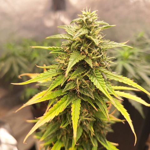 Bruce Banner Auto #1 growlog timeline photo