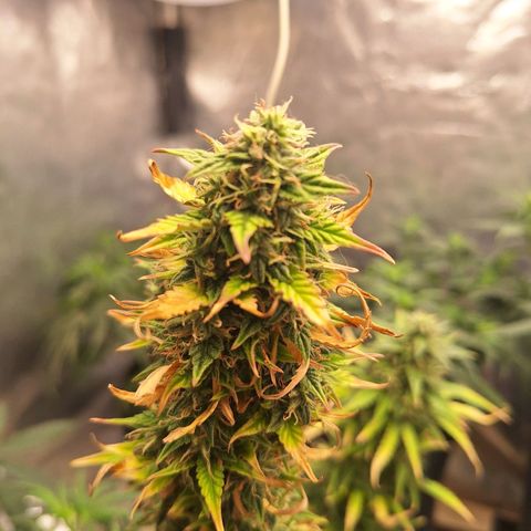 Bruce Banner Auto #1 growlog timeline photo