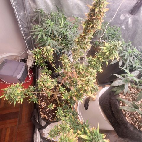 Bruce Banner Auto #1 growlog timeline photo