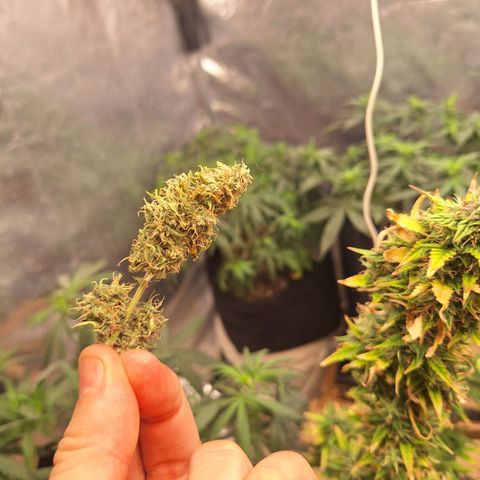 Bruce Banner Auto #1 growlog photo: Coleta de alguns galhos que estavam se partindo e secando antes da hora.