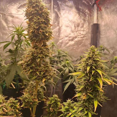 Bruce Banner Auto #1 growlog timeline photo