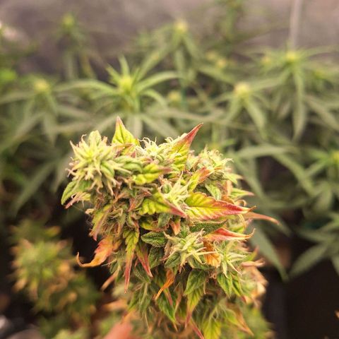 Bruce Banner Auto #1 growlog timeline photo