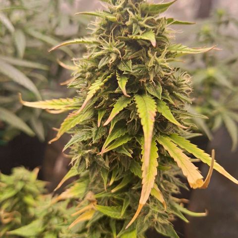 Bruce Banner Auto #1 growlog timeline photo